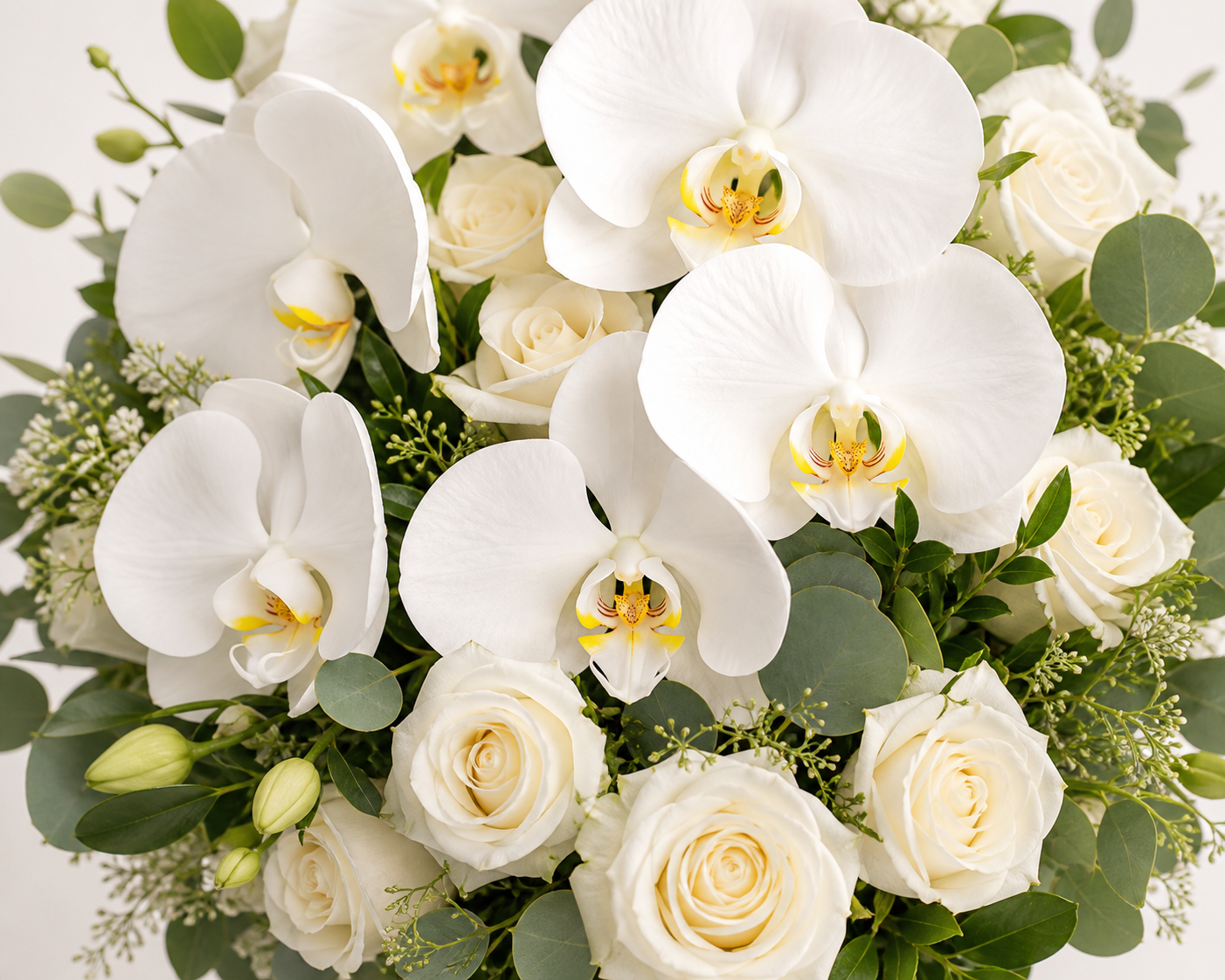 Orchid Elegance